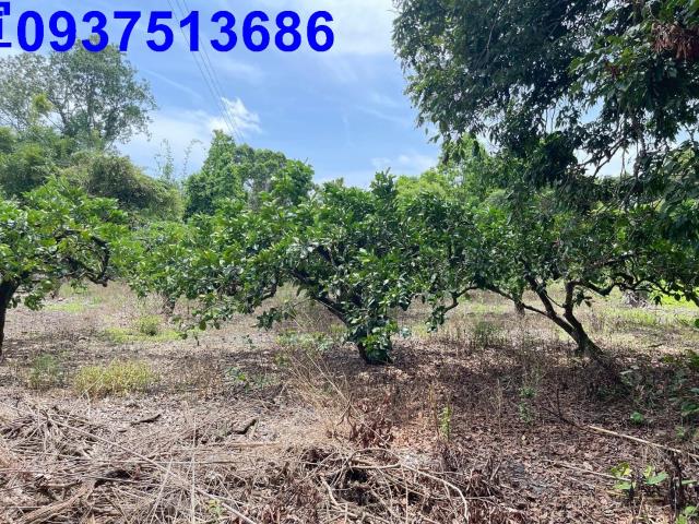 礁溪農地-1