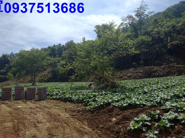 宜蘭南澳山坡地-6