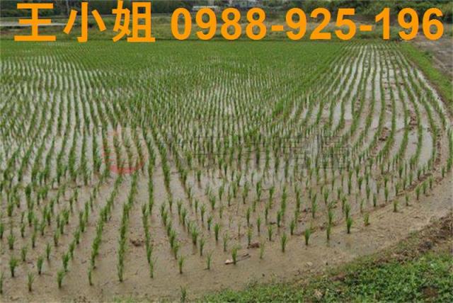 桃園農地-1