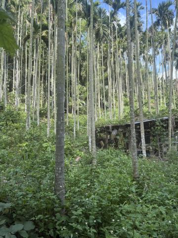 新社山坡地-3