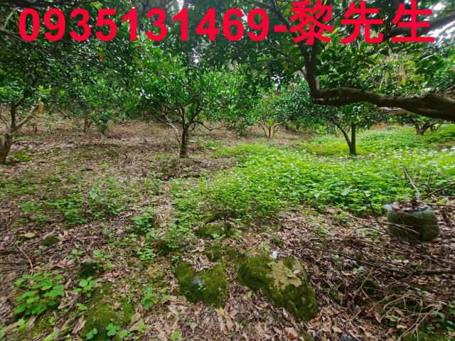 北埔農地-14