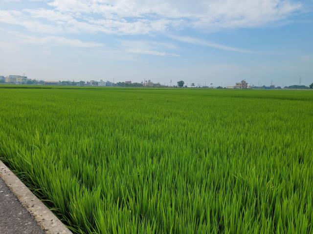 六腳農地-4