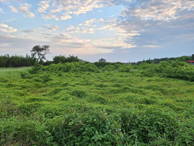 桃園農地-2