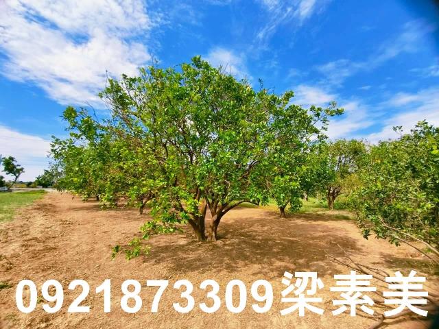 台南佳里農地-8