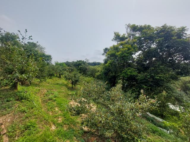 新竹新埔農地-15