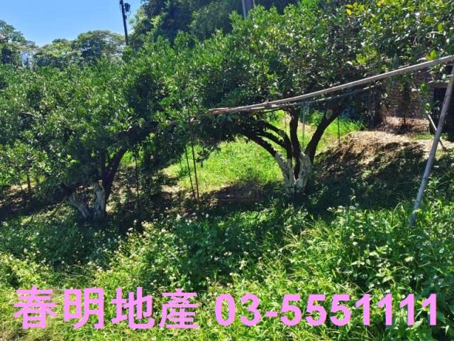 橫山農地-12
