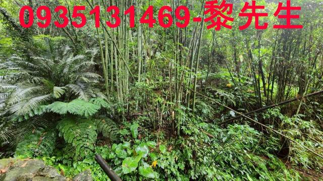 新竹橫山林地-2
