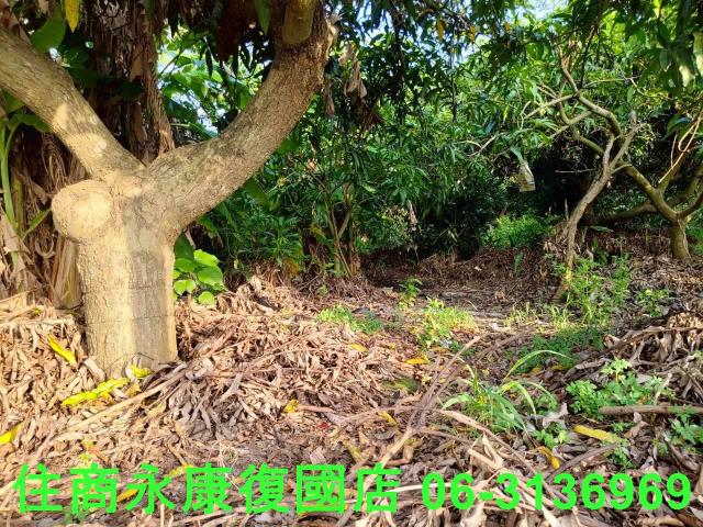 台南新化農地-9