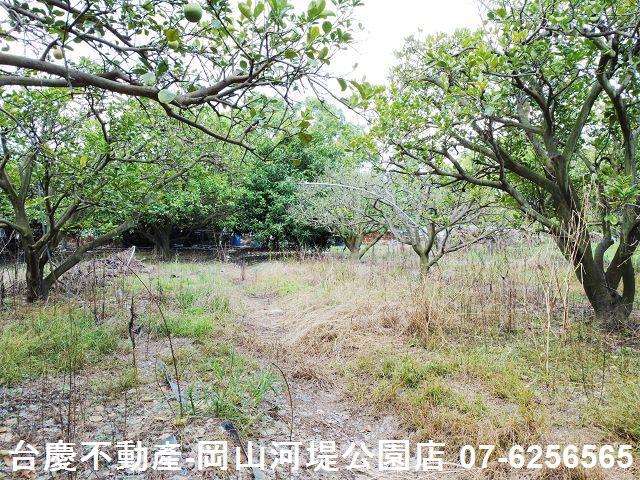 高雄橋頭農地-10