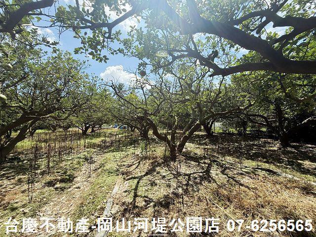 高雄橋頭農地-6