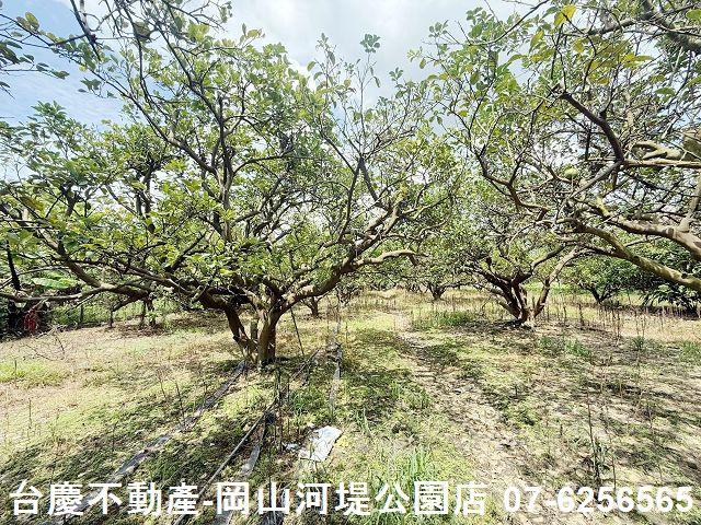 高雄橋頭農地-9