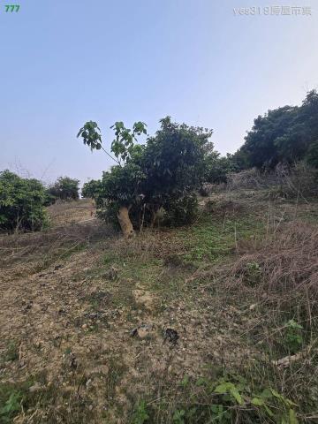 大樹農地-5
