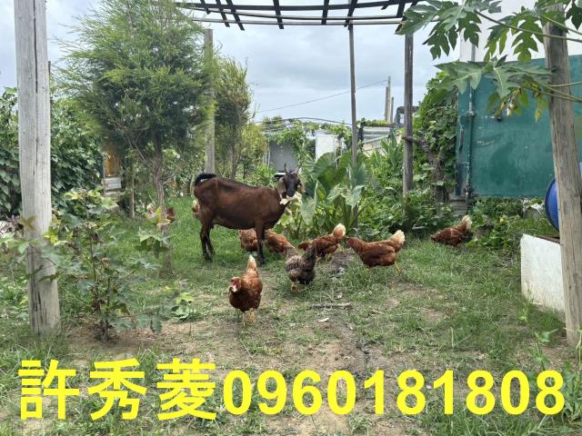 高雄梓官農地-5