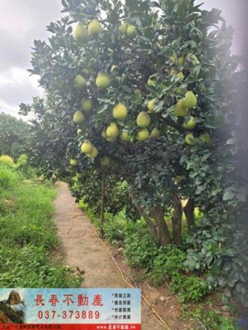苗栗市農地-8
