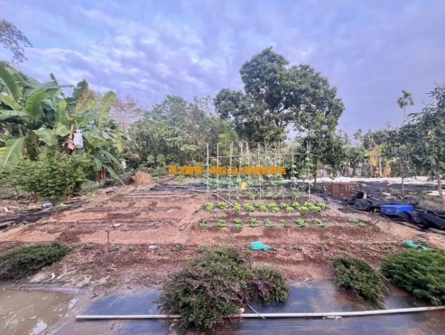 南投南投市農地-2