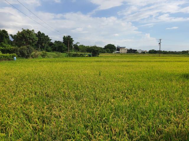桃園蘆竹農地-6