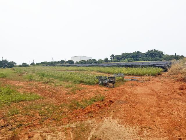 台中沙鹿農地-1