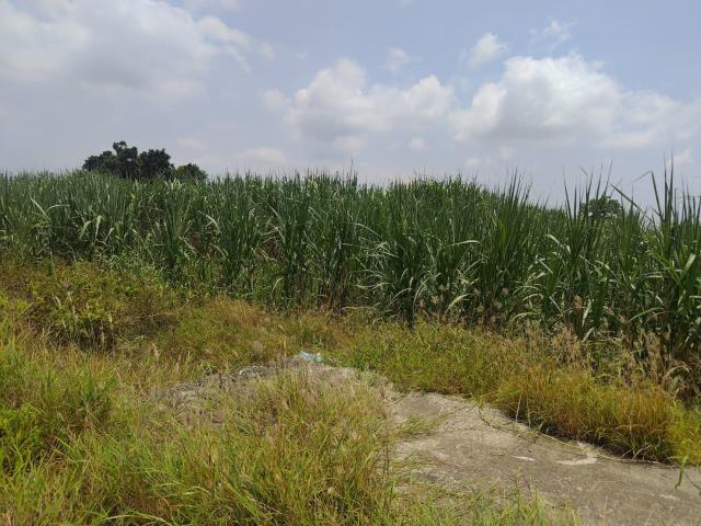 麻豆農地-4
