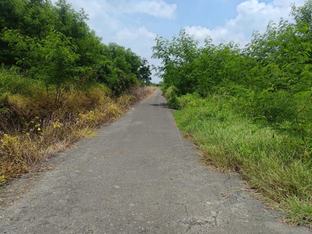 麻豆農地-7