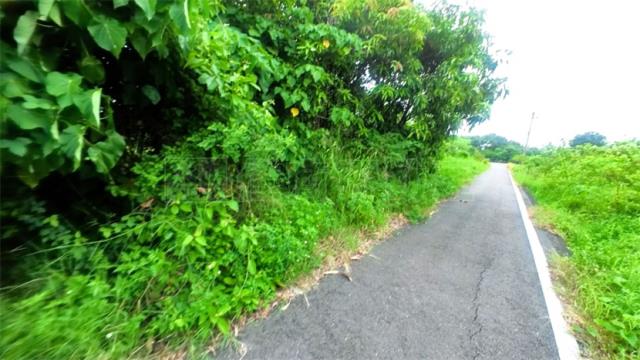 阿蓮農地-6