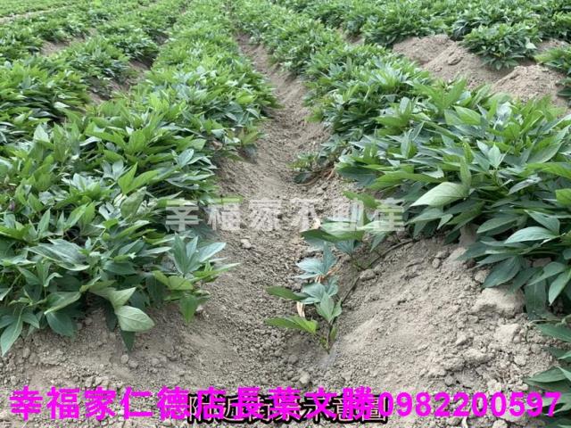 新化農地-14