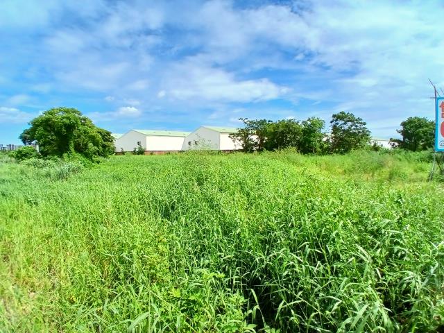 桃園大園農地-6