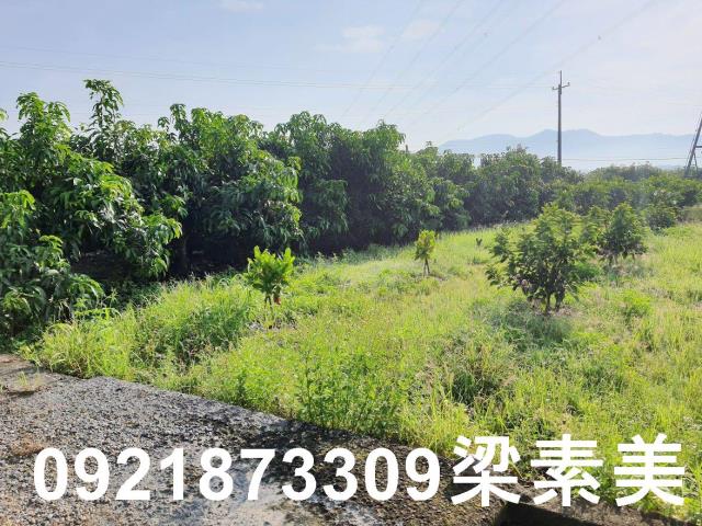 玉井農地-11