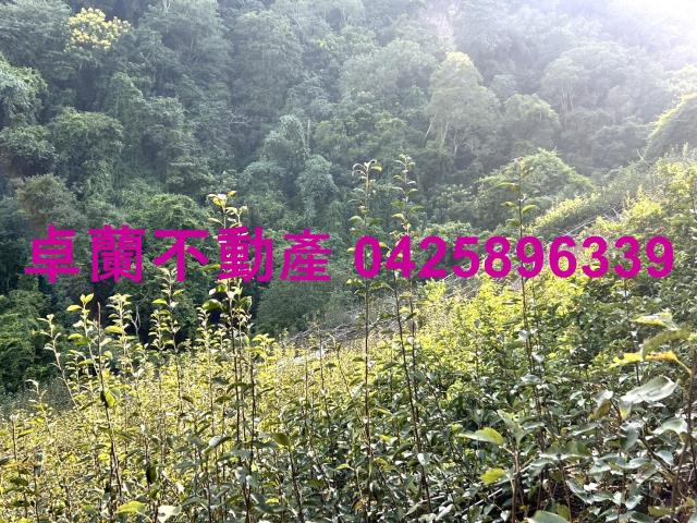 苗栗大湖山坡地-2