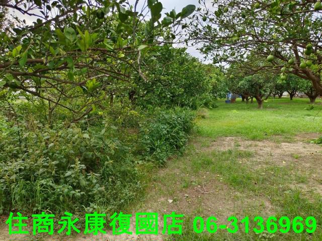 台南佳里農地-8