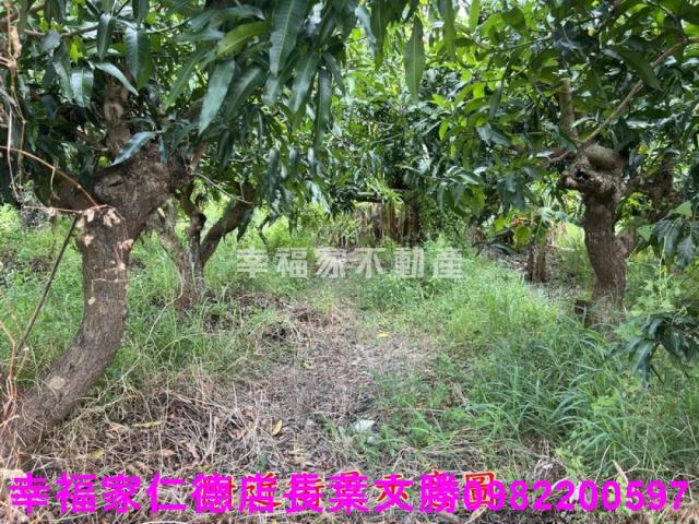 台南新化農地-9