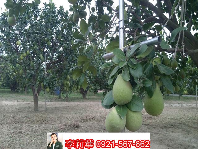 麻豆農地-5